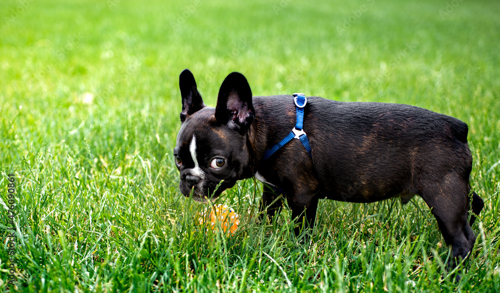 French Bulldog dog. He is standing in the green grass. The dog is 5 months old
