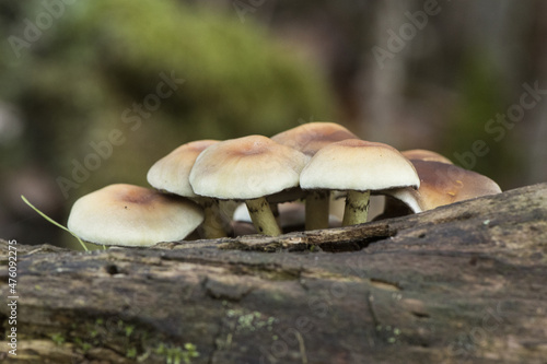 Hypholoma fasciculare the sulfur tuft or clustered woodlover mushroom beautiful yellow-orange toxic mushroom with greenish tones, growing in groups on rotten trunk