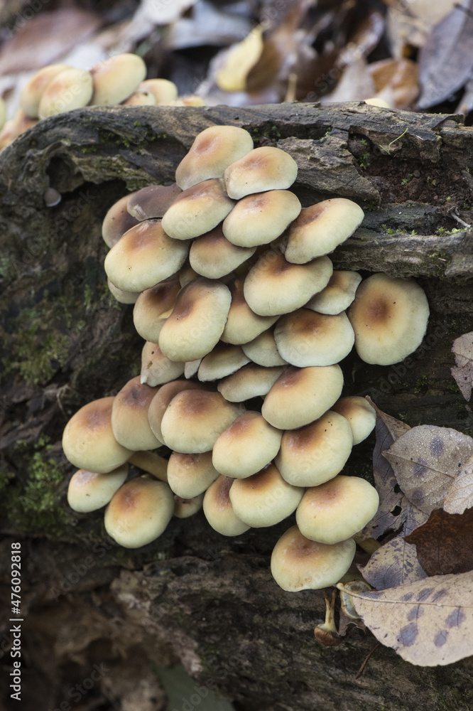 Hypholoma fasciculare the sulfur tuft or clustered woodlover mushroom beautiful yellow-orange toxic mushroom with greenish tones, growing in groups on rotten trunk Hypholoma fasciculare the sulfur tuft or clustered woodlover mushroom beautiful yellow-orange toxic mushroom with greenish tones, growing in groups on rotten trunk