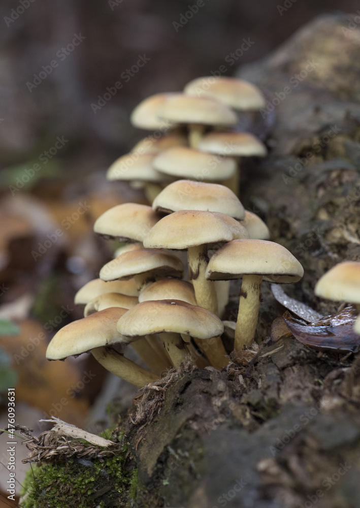 Fototapeta premium Hypholoma fasciculare the sulfur tuft or clustered woodlover mushroom beautiful yellow-orange toxic mushroom with greenish tones, growing in groups on rotten trunk