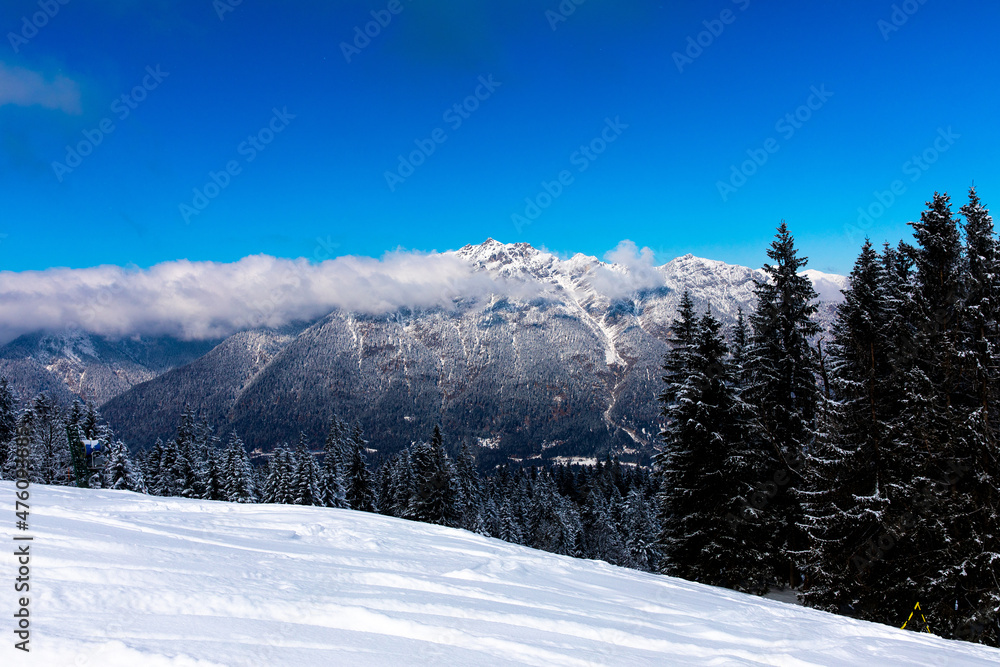 Alpine forest with snow covered alpine mountain peaks in the background under blue sky