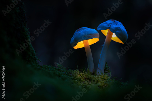 mushrooms in the dark forest
