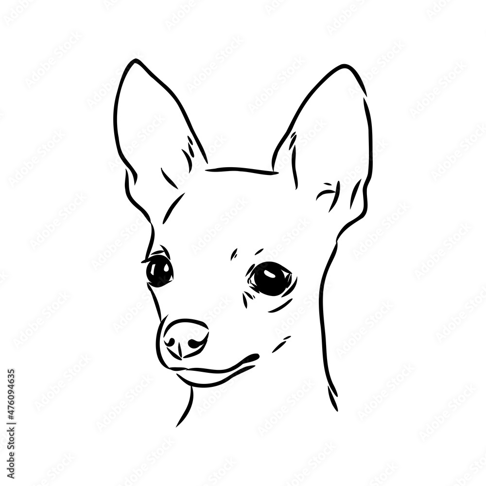 dog russian toy terrier hand drawn vector llustration realistic sketch