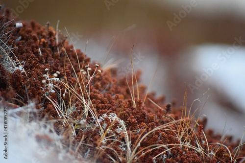 winter tundra foliage 