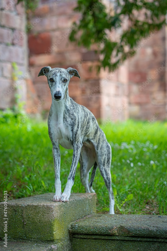 Windhund - Portrait einer hübschen Whippet Hündin Windhund - Portrait einer hübschen Whippet Hündin