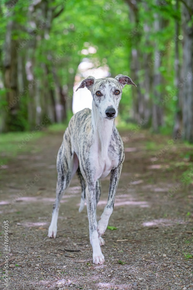 Windhund - Portrait einer hübschen Whippet Hündin Windhund - Portrait einer hübschen Whippet Hündin