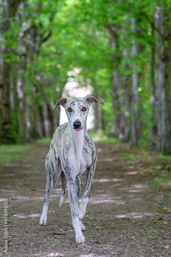 Windhund - Portrait einer hübschen Whippet Hündin © stylefoto24