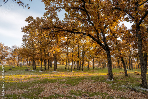 Autumn oaks