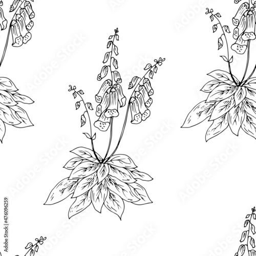 Medicinal plant, foxglove. Vector illustration.	