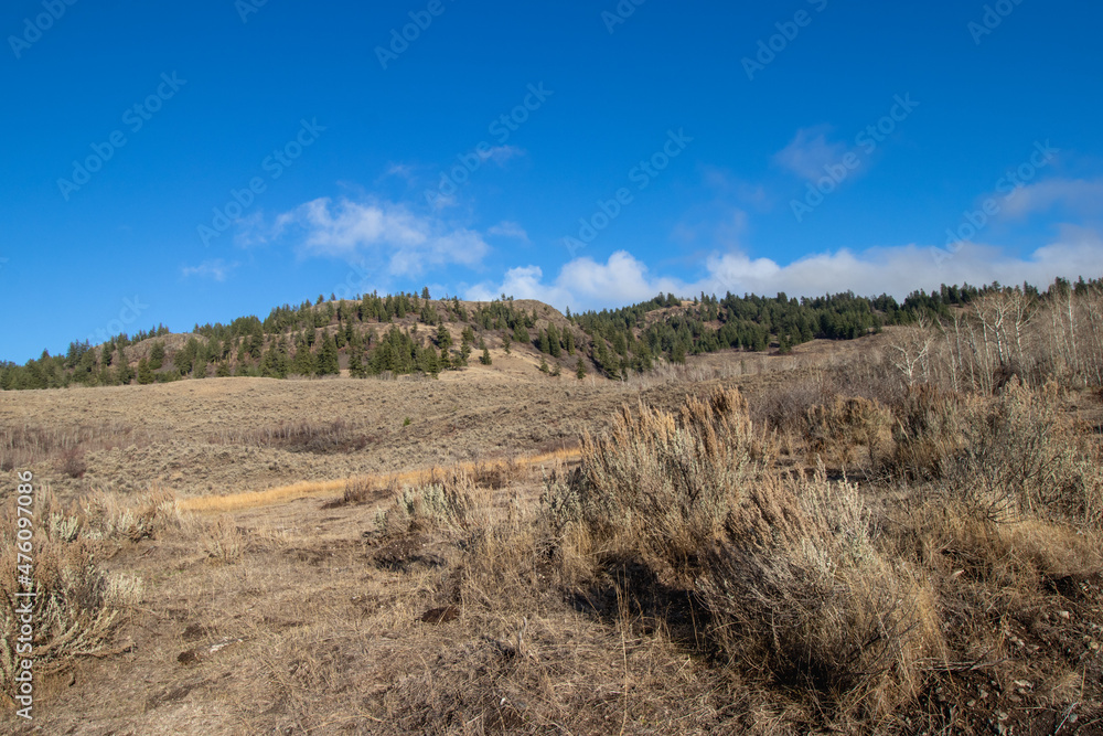 Dry desert like grasses in the mountains in BC