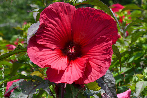 Dinner plate hibiscus in Knoxville, Tennessee photo