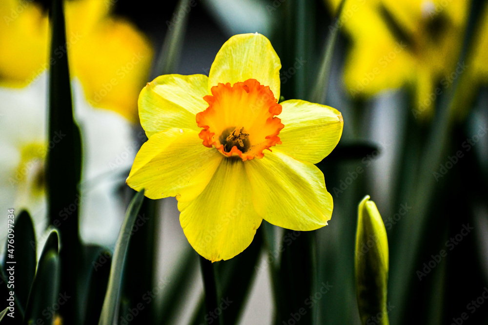 Obraz premium Wild daffodil in the Smoky Mountains