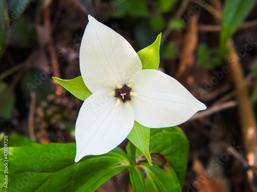White trillium (trillium erectum) in the Smoky Mountains photo