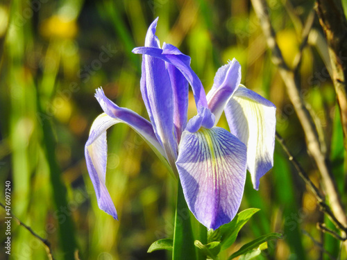 Wild iris growing in the Orlando Wetlands, Florida