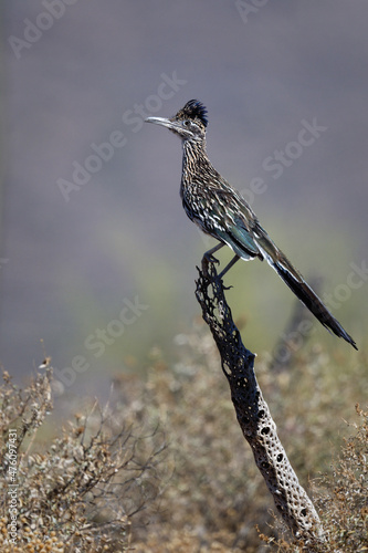 Obraz na plátně Vertical shot of a Greater roadrunner perched on a branch