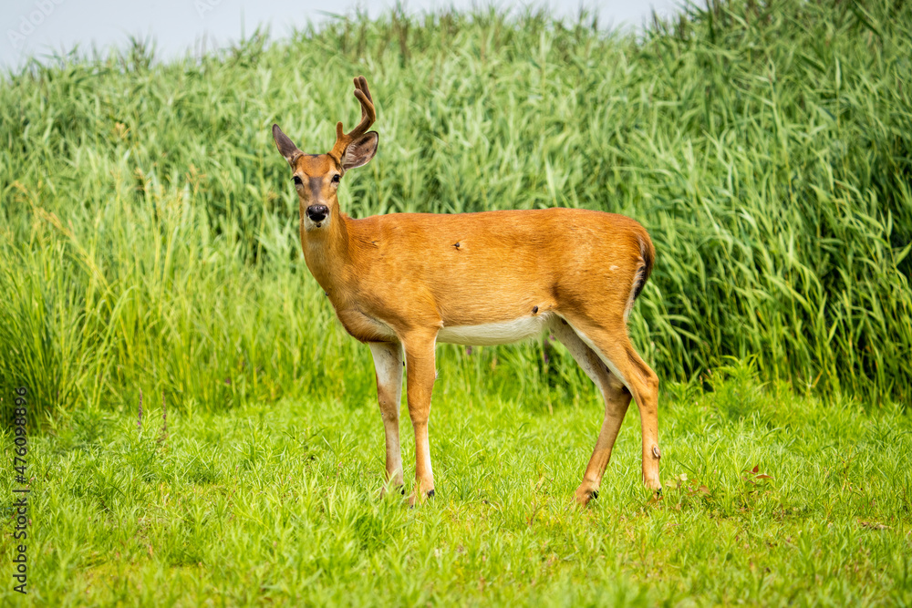White-tailed Deer grazing green grass on an island of the St. Lawrence River. White-tailed Deer grazing green grass on an island of the St. Lawrence River.