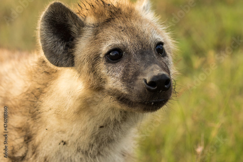 Portrait of a hyena on the savannah of the Maasai Mara conservancy in Kenya Africa