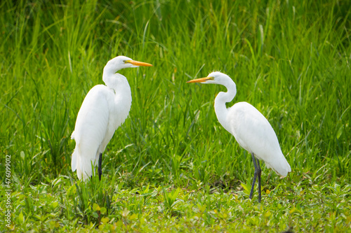 Great egret duo resting in a marsh along the St. Lawrence River in Canada