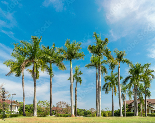 Tropical palm trees over clear blue summer sky with shining sun.
