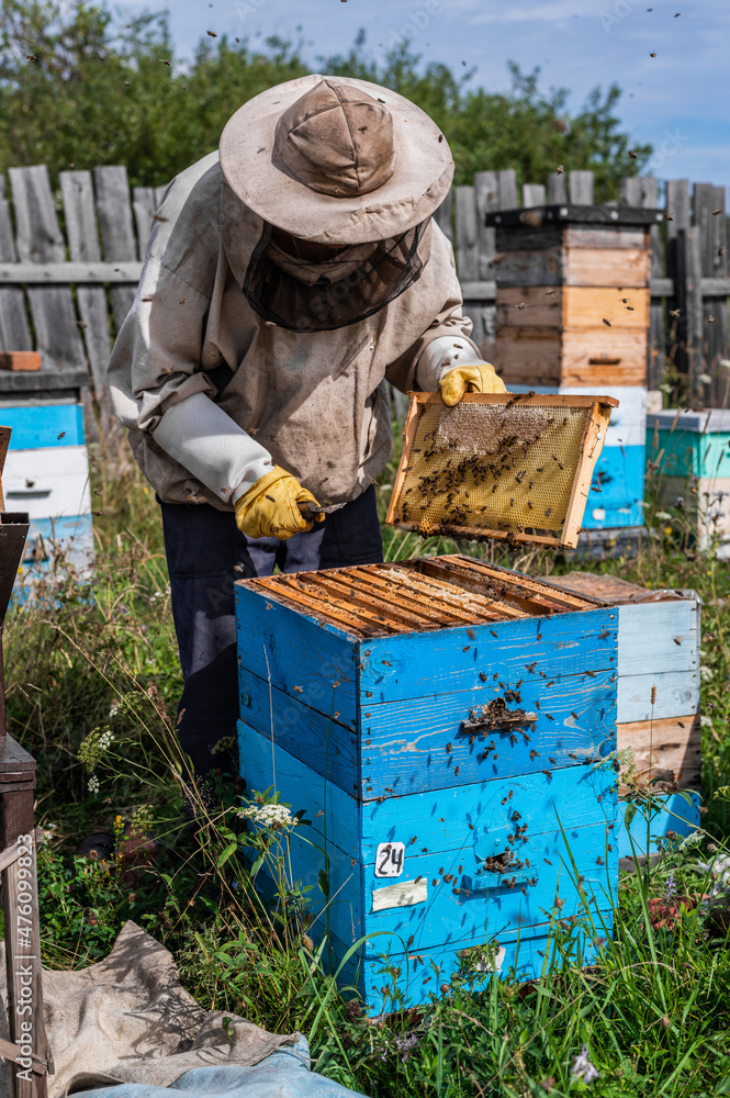 Beekeepers putting honeycomb trays with honeybees back into the beehive, beekeepers preparing to harvest honey at apiary. Beekeepers putting honeycomb trays with honeybees back into the beehive, beekeepers preparing to harvest honey at apiary.