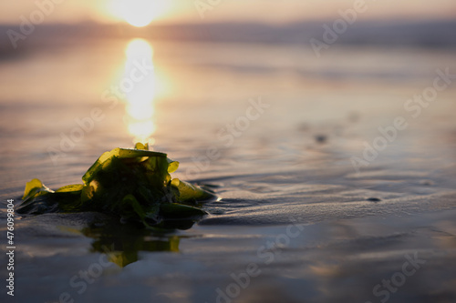 Green algae, seashore