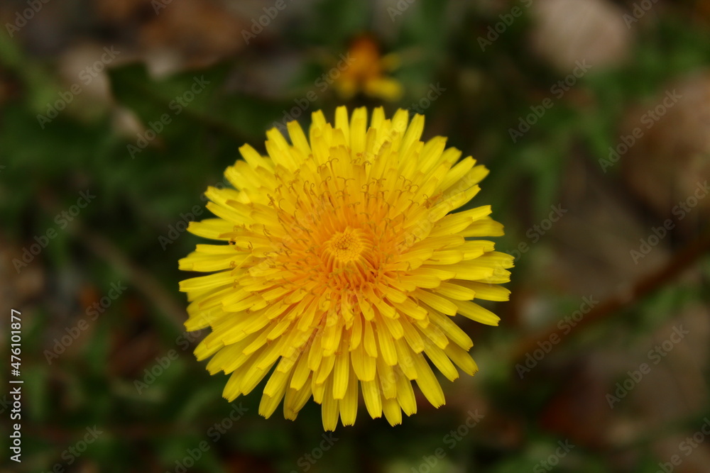 yellow dandelion flower yellow dandelion flower