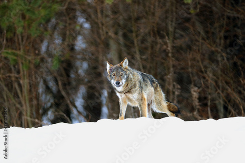 The grey wolf or gray wolf (Canis lupus) emerges from the forest in heavy snowfall. A large Carpathian wolf rises on a meadow. European wolf in winter.