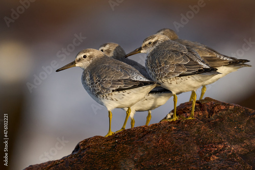 Red knot (Calidris canutus)