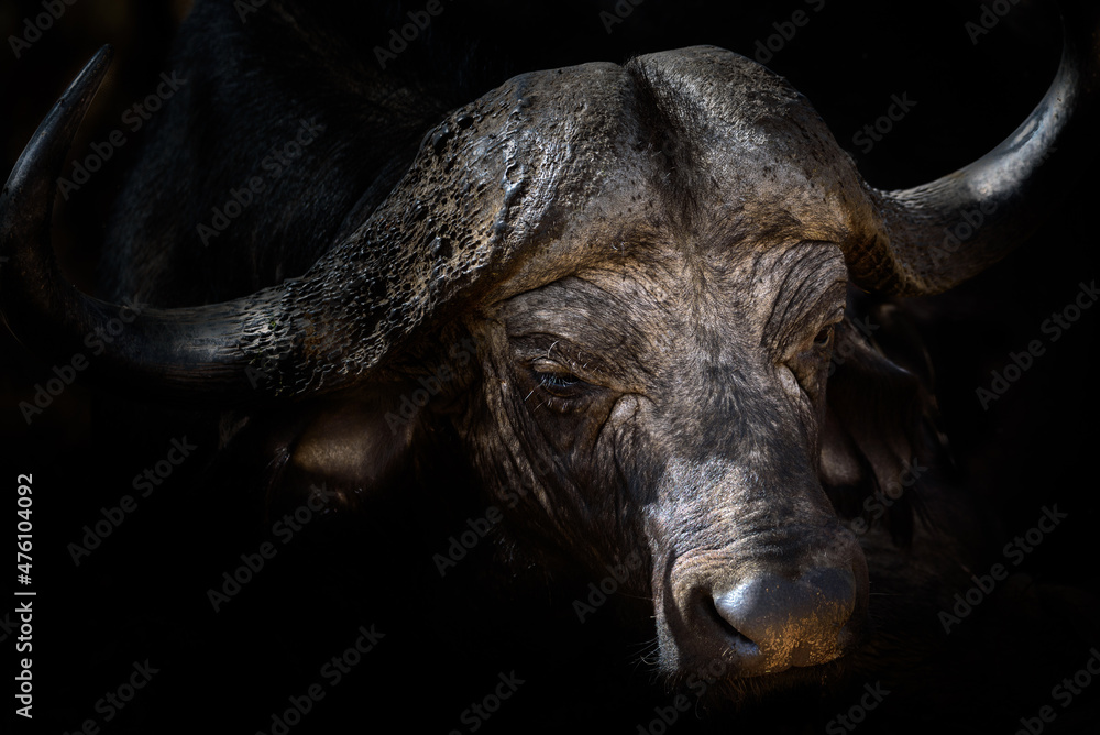 portrait of a buffalo with dark background portrait of a buffalo with dark background