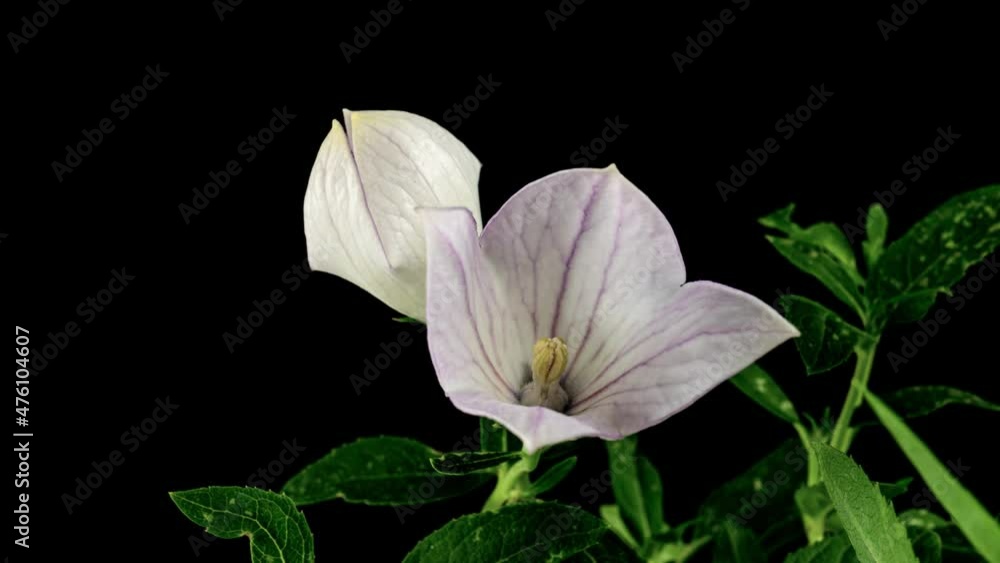 White Platycodon Flower Opening Blossom in Time Lapse on a Black Background. Campanula bud growing. Beautiful opening of summer bell flower. 4k. White Platycodon Flower Opening Blossom in Time Lapse on a Black Background. Campanula bud growing. Beautiful opening of summer bell flower. 4k.