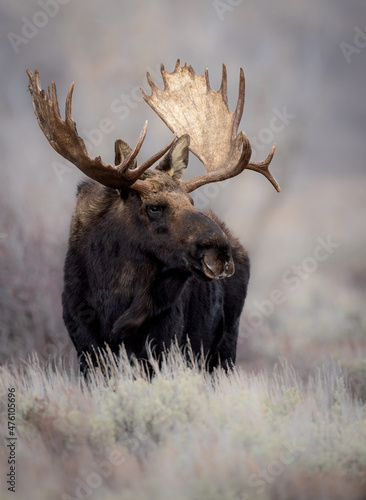 Photography Moose in Grand Teton National Park, Wyoming.