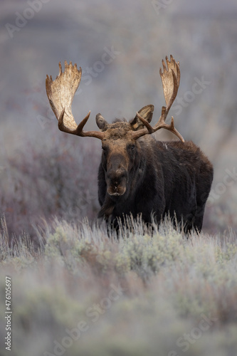 Moose in Grand Teton National Park  Wyoming. 