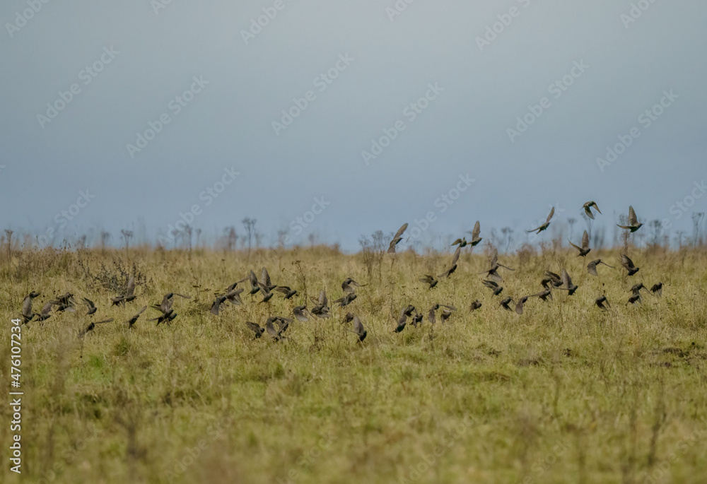 a flock of starlings (Sturnus vulgaris) flying low over Salisbury Plain chalkland meadows, Wiltshire UK