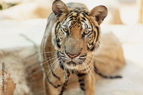Fototapeta Naklejka Na Ścianę i Meble -  Close-up of a sad looking tiger at Tiger Canyon, Kanchanaburi, Thailand