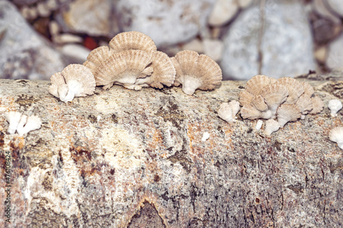 Split gill or common porecrust,a species of Schizophyllum mushrooms on fallen tree trunk on the riverbank in September in the Italian Lazio region,macro close-up photo