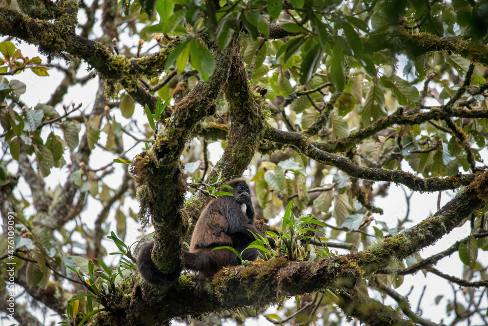 Spidermonkey sitting in the treetops of the rainforest in Panama