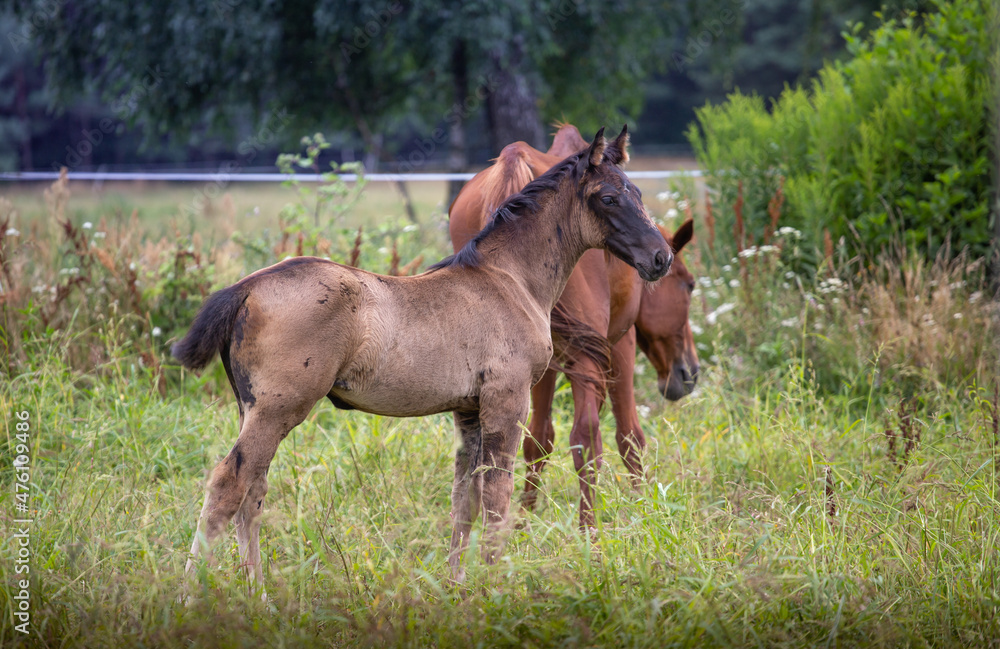 Portrait of a young horse, a colt, foal in a meadow in summer, among the grass. Animals on the ranch, horse breeding Portrait of a young horse, a colt, foal in a meadow in summer, among the grass. Animals on the ranch, horse breeding