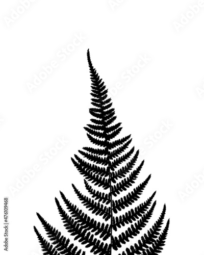 fern leaf silhouette on white background.Palm, monstera, banana leaf. Element...