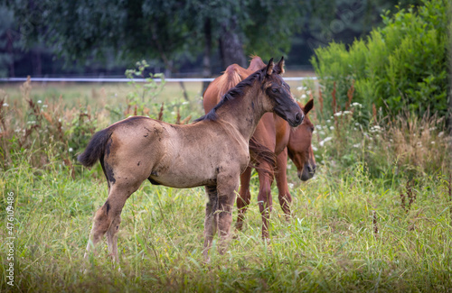 Portrait of a young horse  a colt  foal in a meadow in summer  among the grass. Animals on the ranch  horse breeding