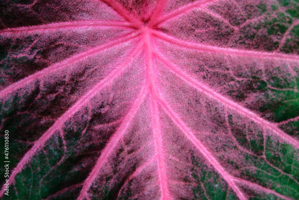 the-taro-plant-is-a-group-of-plants-from-the-genus-caladium-taro-tala