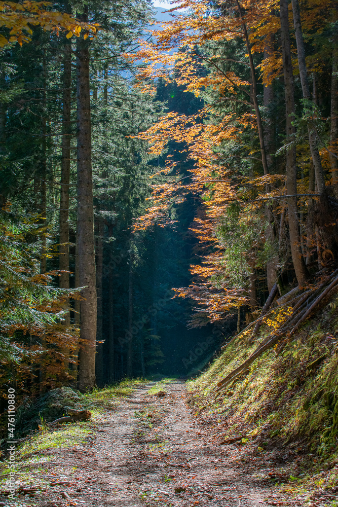 Obraz premium Sentiero di montagna a Sauris (Friuli Venezia Giulia)