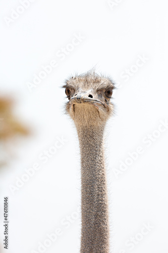 Portrait of an ostrich. Etosha . Namibia
