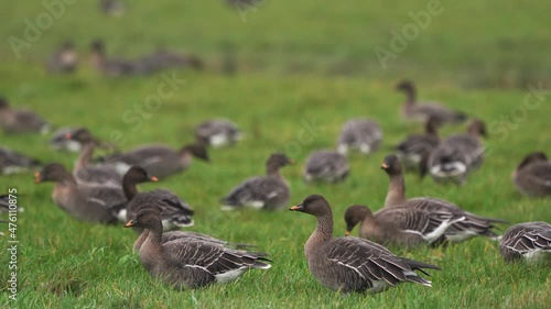 A large group of Tundra bean geese (Anser serrirostris) in a Dutch meadow photo