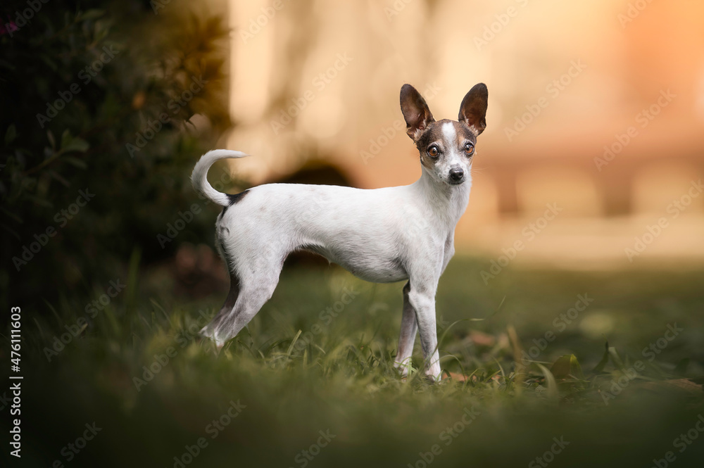 Cute chihuahua portrait in green grass boken sunset