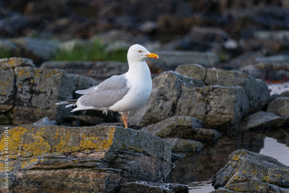 The European herring gull (Larus argentatus) The European herring gull (Larus argentatus)