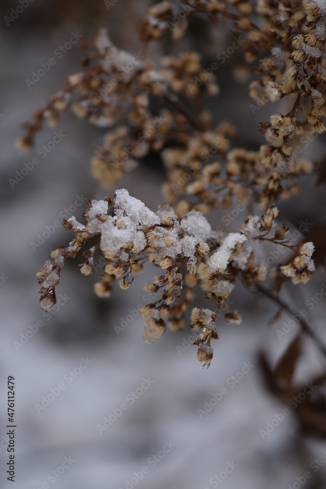 Goldenrod dried flowers snow covered in wild meadow, bokeh space for text, solidago wild plants on bokeh meadow background, winter snowy nature view. Goldenrod dried flowers snow covered in wild meadow, bokeh space for text, solidago wild plants on bokeh meadow background, winter snowy nature view.