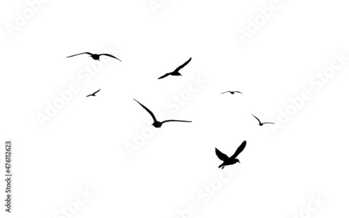 Leinwand Poster A flock of flying birds