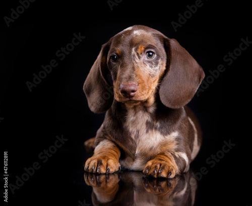 Foto Dog dachshund on black background, dog portrait