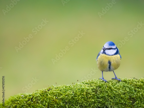 bird on a branch photo