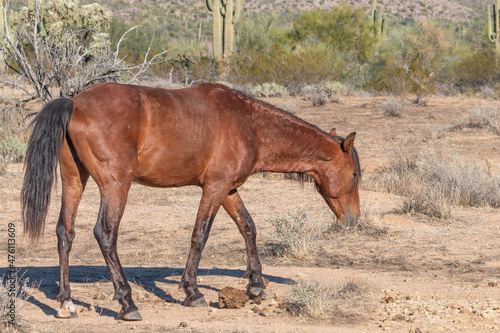 Wild Horse in the Arizona Desert